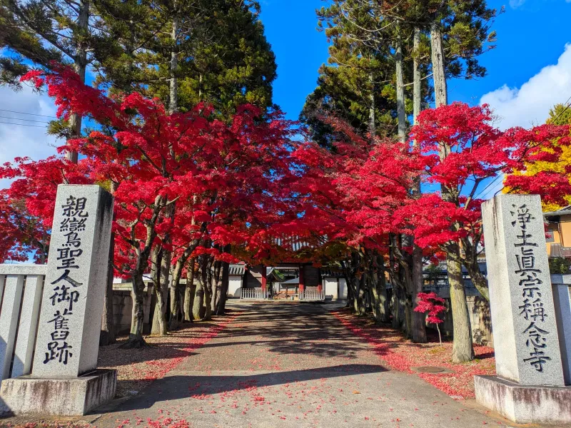 Kyoto Gets the Crowds, Sapporo Gets the Color: Rethinking Japan's Fall Foliage Map